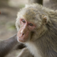 Monos Rhesus. AP